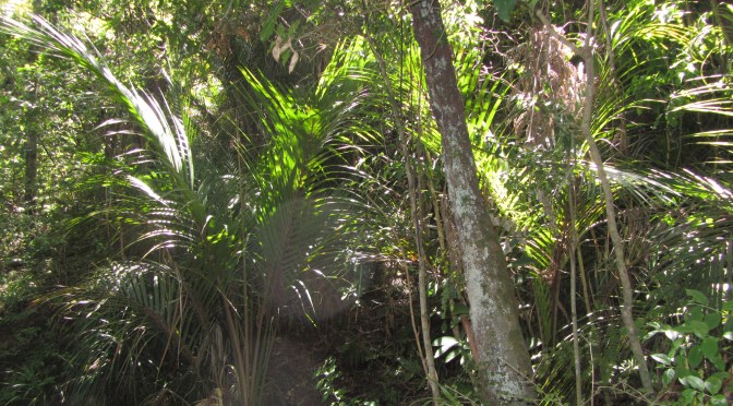 Patupaiarehe – The Fairy Folk of New Zealand