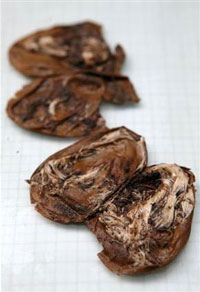 2)-chicks-in-eggs-from-pit