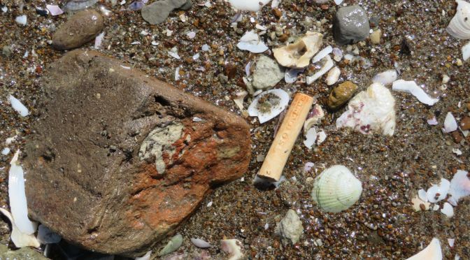 Squatters Budgeree !! – A small find with a big story…